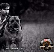 Alex Keen Boerboel Dschungelcamp