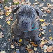 black dilute Boerboel Koni Lou Welpe Hündin