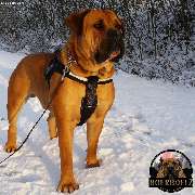 Boerboel Budgess Boerboel rot Training