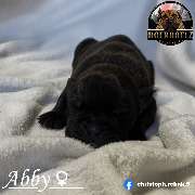 Boerboel Hündin Abby schwarz