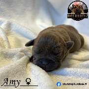 Boerboel Hündin Amy blau (black dilute)