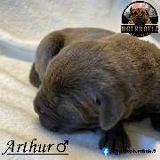 Boerboel Rüde Arthur blau (black dilute)