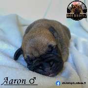 Boerboel Welpe blond