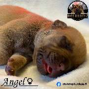 Boerboel Welpe Hündin blond