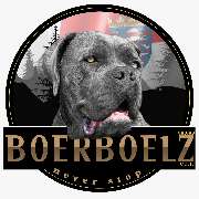 südafrikanische Boerboel Hündin Koni Lou -NO. 1 female