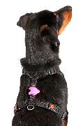 Bolonka-Shop.com - 28