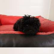 Bolonka-Shop.com - Kunstlederhundebett animal-dreams Edition 1 gesteppt

Das farbenfrohe Hundebett gibt es auch in orthopädischer Ausstattung. Es ist in verschiedenen Größen und Farben/Farbkombinationen erhätlich.