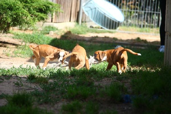 Boxerzwinger vom Wettiner Eck - GALLERY