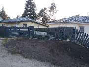 Bräuer-Zaunkönig - 3