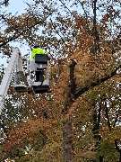 BSG Baumpflege Service Gärtner - WhatsApp Bild 2023-11-09 um 19.56.47_141e11d6.jpg