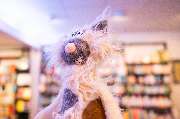 Buchhandlung Wystup Inhaber Natalia Tokar-Khan e.K. - GALLERY