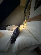 C und S Hotel - GALLERY