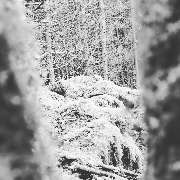 Café Pension Forellenhof - Cafe Pension Forellenhof