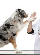 Callavet GmbH tierärztlicher Notdienst - 2