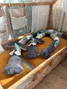 Canenya - Raumdesign für Kinder - Drache Dodo Twins