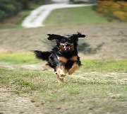 Logo - Caniland GmbH