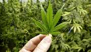 CBD-Onlineversand24 - 5