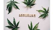 CBD Shop - GreenZone - GALLERY