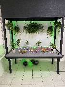 CBD Shop - GreenZone - GALLERY