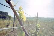 Champagner-Welt