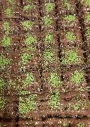 Cherezhaus Kuruyemis - GALLERY