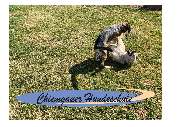 Chiemgauer Hundeschule - GALLERY