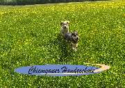 Chiemgauer Hundeschule - GALLERY