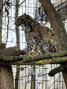 Chirurgische Praxis für Klein- und Heimtiere - Nebelparder