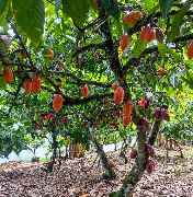 Choklad Zimmer - GALLERY