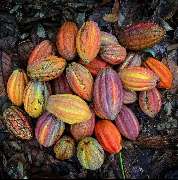 Choklad Zimmer - GALLERY