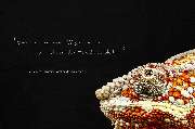 chriscorp online marketing GmbH - GALLERY
