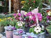 Christian Beller Blumen Beller Marktstand 1 - GALLERY