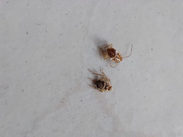 Christian Schneider Schädlingsbekämpfung - GALLERY