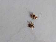 Christian Schneider Schädlingsbekämpfung - GALLERY