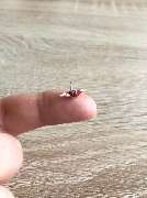 Christoph Meidl - 24