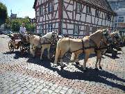 Claudia Christoph Pferdebetrieb FN - Fahrschule FN** - 20220812_130029.jpg