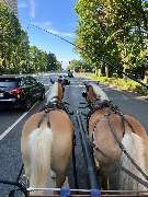 Claudia Christoph Pferdebetrieb FN - Fahrschule FN** - FSNB2938.JPG