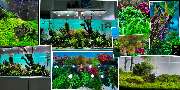 C&P Aquaplants - GALLERY