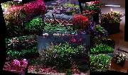 C&P Aquaplants - GALLERY