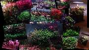 C&P Aquaplants - GALLERY