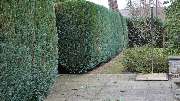 Daily Gartenpflege - 10