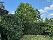 Daily Gartenpflege - 13