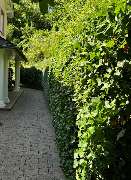 Daily Gartenpflege - 17