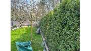Daily Gartenpflege - 8