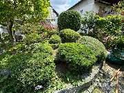 Daily Gartenpflege - 8