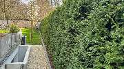 Daily Gartenpflege - 9
