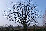 Daniels Baum- & Gartenservice - Eiche-nachher