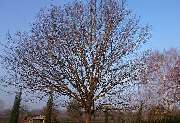 Daniels Baum- & Gartenservice - Eiche-vorher