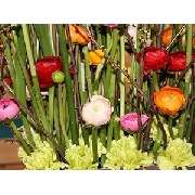 Das Blumenleben Inhaberin Sandra Hailfinger - GALLERY