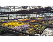Dechant Gärtnerei und Floristik - GALLERY